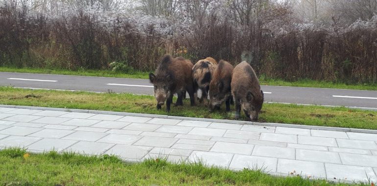 Wataha dzików grasuje po mieście.