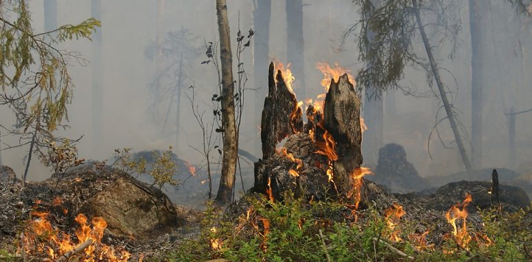 Funkcjonariusze Straży Granicznej w Gołdapi ocalili las.