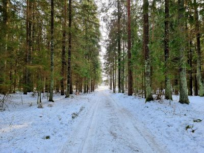 zima, las, snieg, drzewa, przyroda (1)